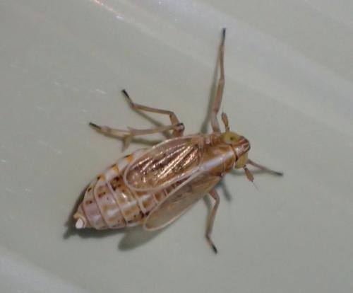 Ribautodelphax sp.